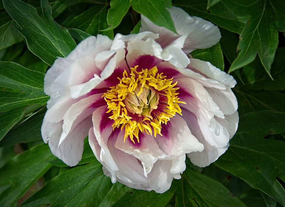Paeonia 'Cora Louise' (Cora Louise Itoh Peony)