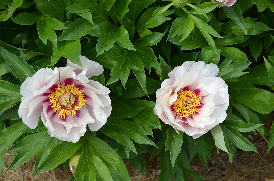 Paeonia 'Cora Louise' (Cora Louise Itoh Peony) (alternate view 2)
