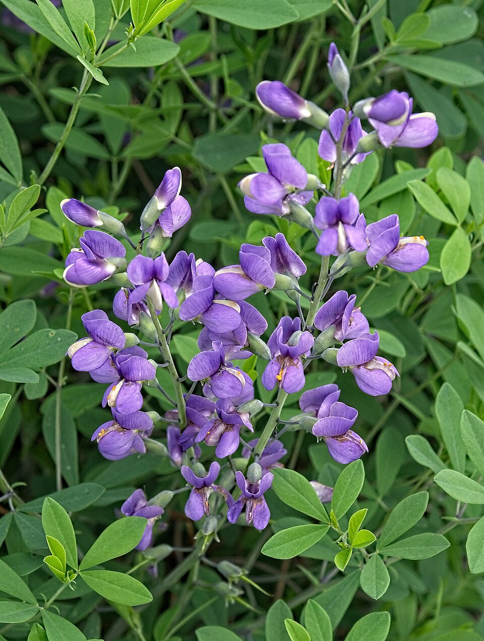 Baptisia 'Purple Smoke' (Purple Smoke Baptisia) (alternate view 4)