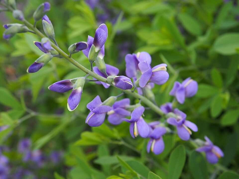 Baptisia 'Purple Smoke' (Purple Smoke Baptisia) (alternate view 5)