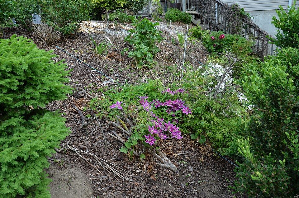 Clematis × 'Dr. Ruppel' (Dr. Ruppel Clematis) (alternate view 2)