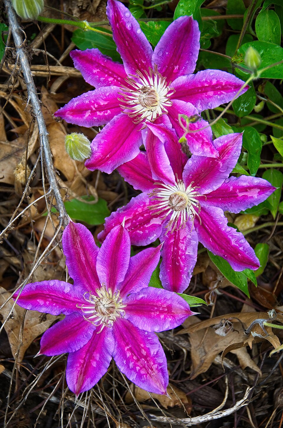 Clematis × 'Dr. Ruppel' (Dr. Ruppel Clematis) (alternate view 3)