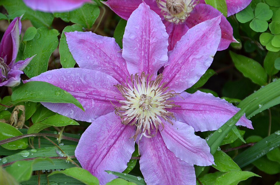 Clematis × 'Dr. Ruppel' (Dr. Ruppel Clematis) (alternate view 4)