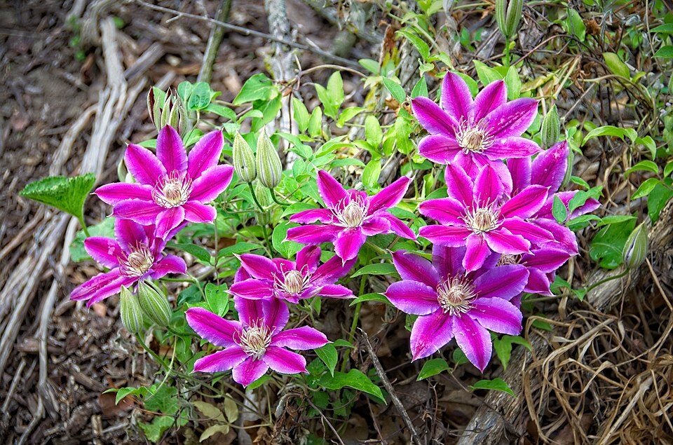 Clematis × 'Dr. Ruppel' (Dr. Ruppel Clematis) (alternate view 5)