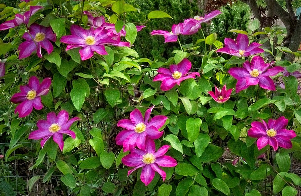 Clematis × 'Pink Champagne' (Pink Champagne Clematis)