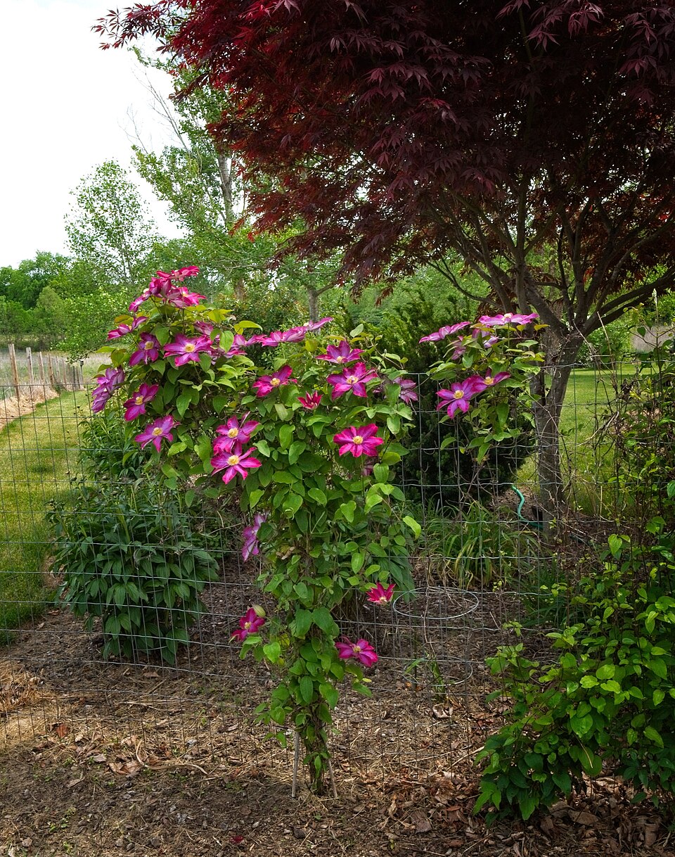 Clematis × 'Pink Champagne' (Pink Champagne Clematis) (alternate view 2)