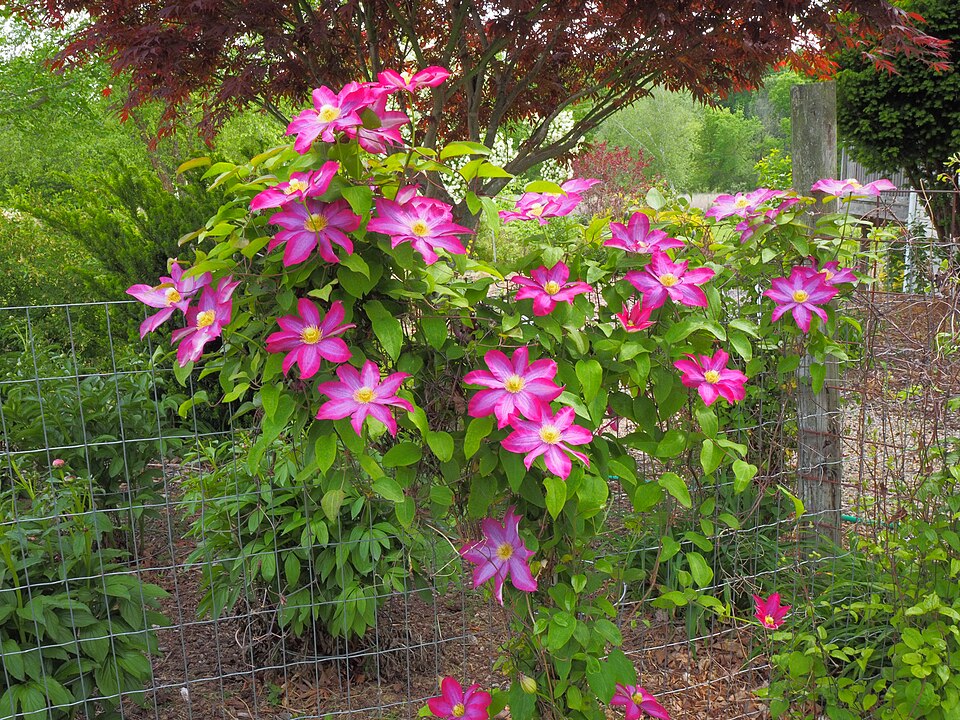Clematis × 'Pink Champagne' (Pink Champagne Clematis) (alternate view 3)