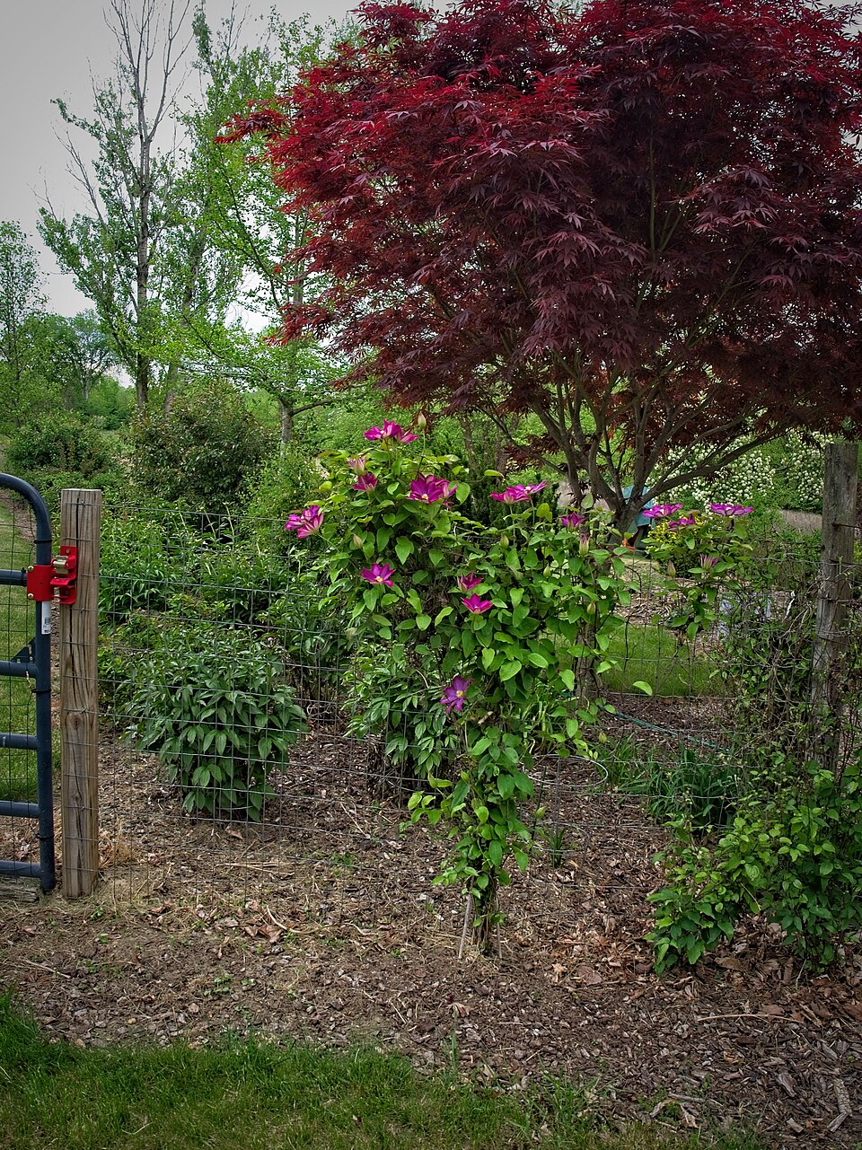Clematis × 'Pink Champagne' (Pink Champagne Clematis) (alternate view 4)