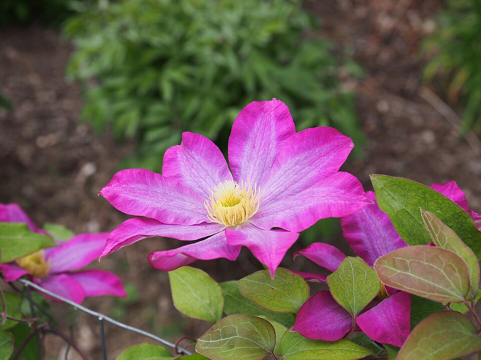 Clematis × 'Pink Champagne' (Pink Champagne Clematis) (alternate view 5)
