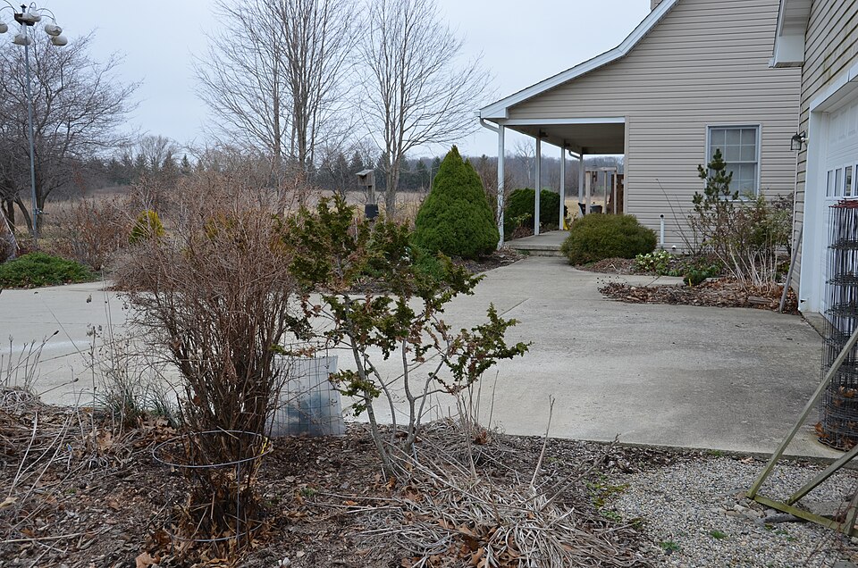 Chamaecyparis obtusa 'Filicoides' (Fernspray Hinoki Cypress)