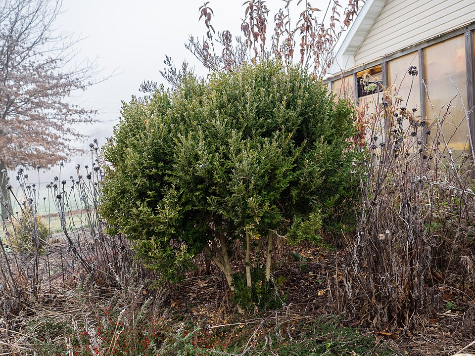 Buxus sempervirens 'Green Mountain' (Green Mountain Boxwood) (alternate view 3)