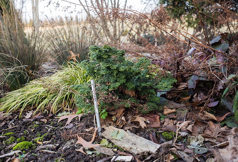 Chamaecyparis obtusa 'Kosteri' (Koster's Hinoki Cypress)