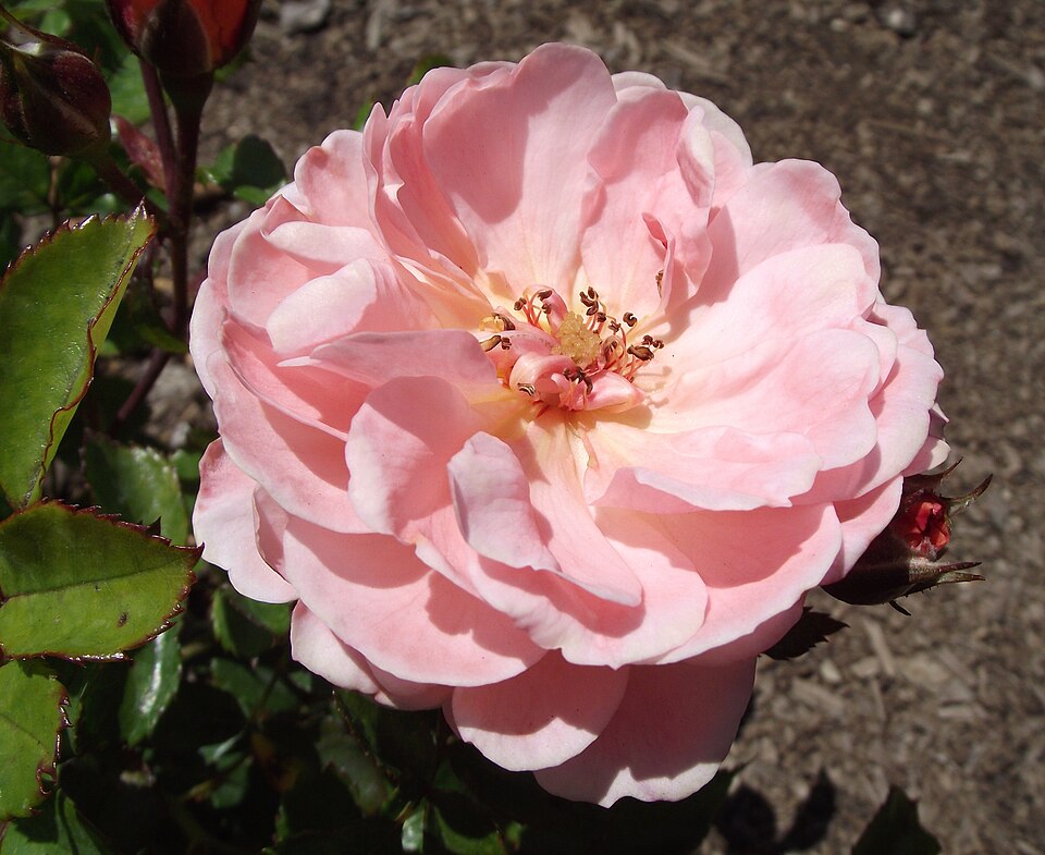 Rosa 'Apricot Drift' (Apricot Drift Rose)