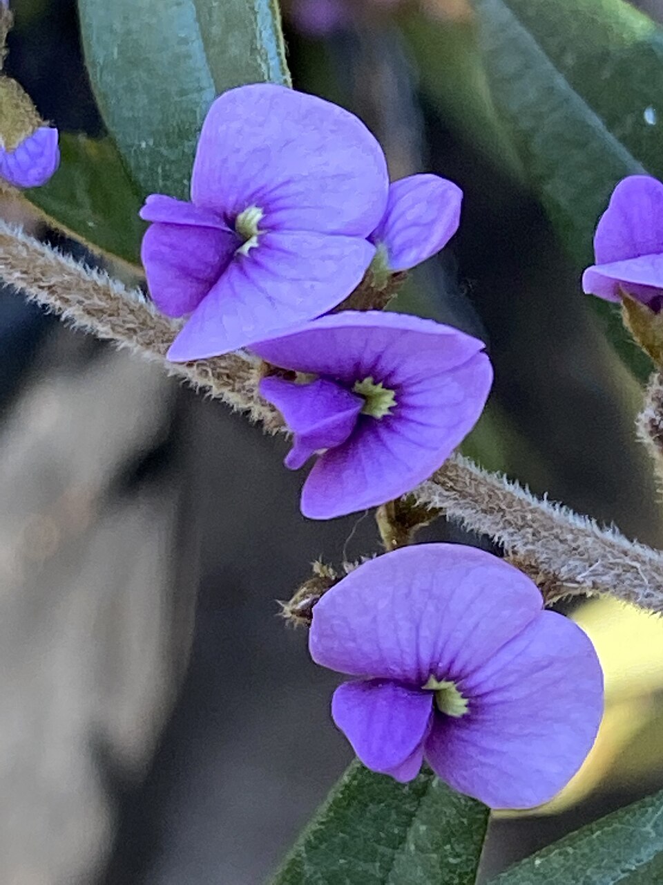 Hovea acutifolia (Purple Bush Pea) (alternate view 10)