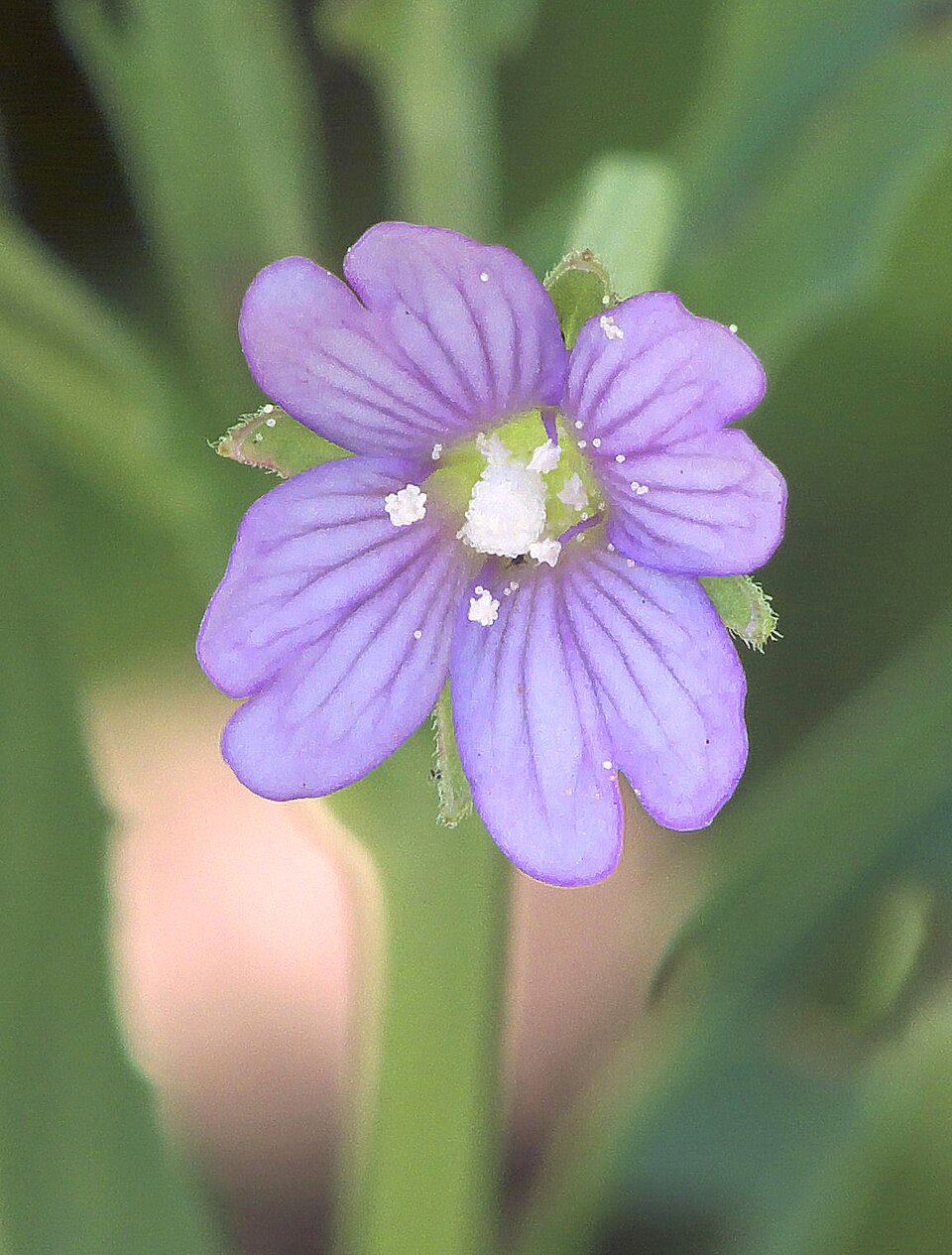 Epilobium tetragonum (Square-stemmed Willowherb)