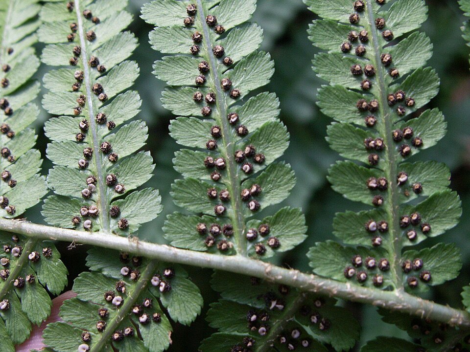 Dryopteris filix-mas (Male Fern) (alternate view 6)