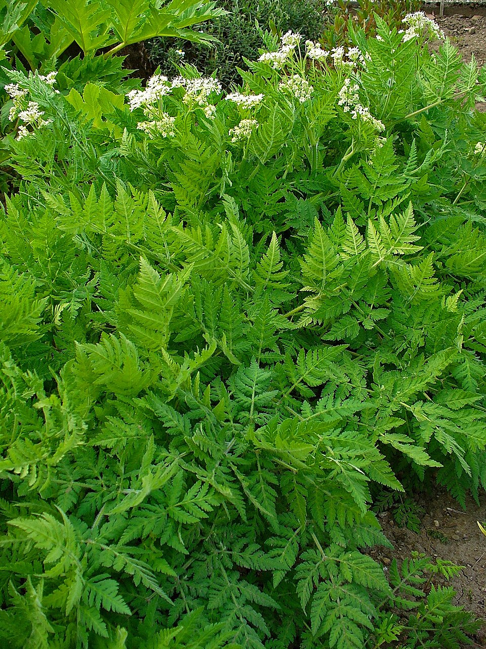 Myrrhis odorata (sweet cicely)