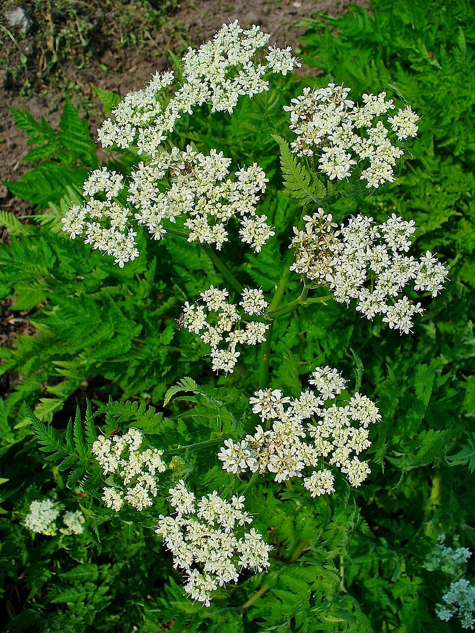 Myrrhis odorata (sweet cicely)