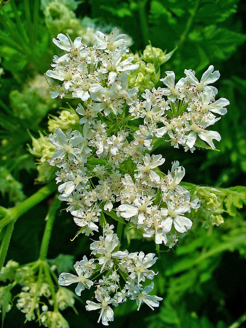 Myrrhis odorata (sweet cicely)