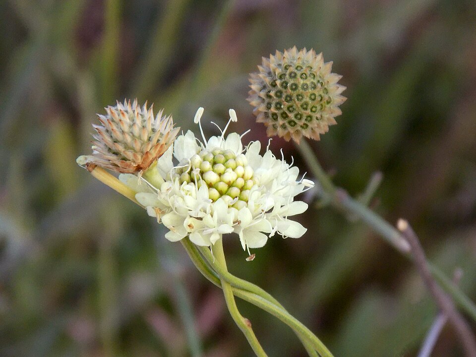 Knautia (alternate view 8)