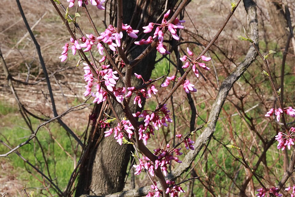Cercis canadensis (redbud) (alternate view 5)