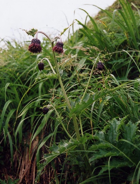 Cirsium (Plume Thistles) (alternate view 8)