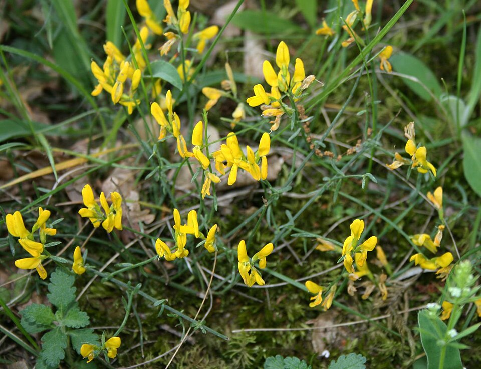 Genista lydia (Lydia broom) (alternate view 8)