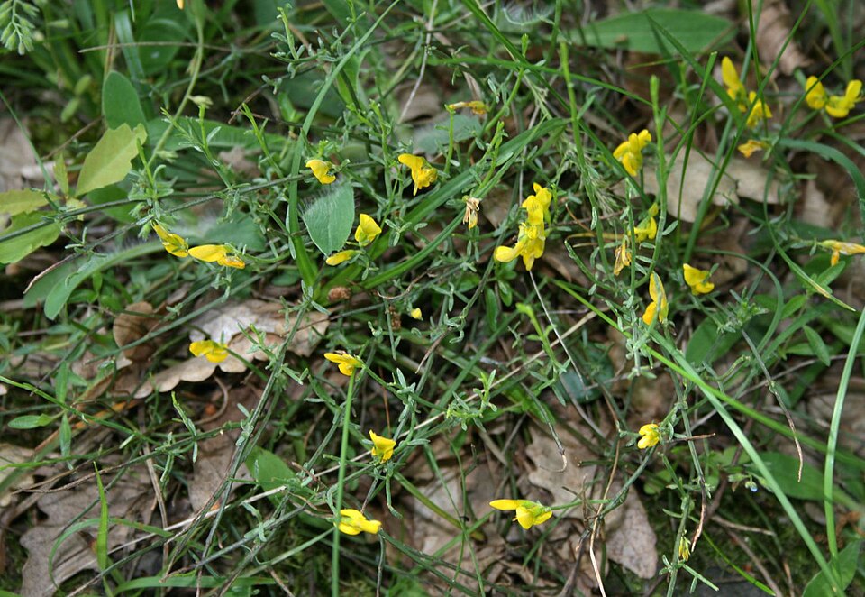 Genista lydia (Lydia broom) (alternate view 9)