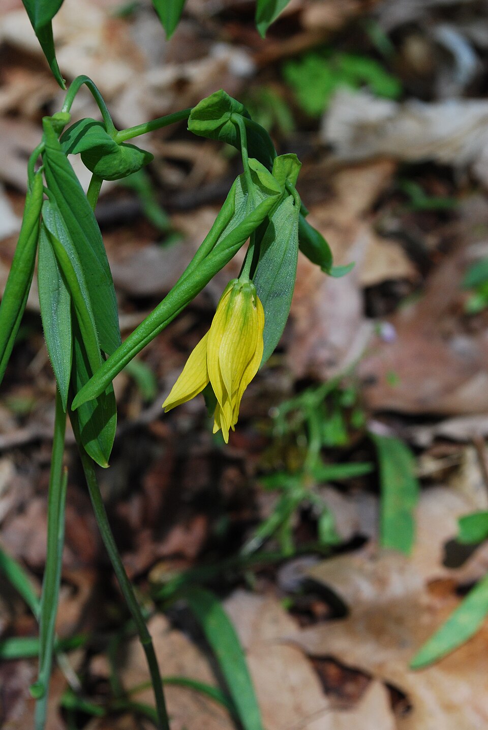 Uvularia grandiflora (largeflower bellwort)