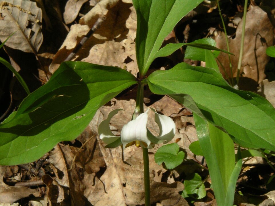 Trillium catesbaei (bashful wakerobin) (alternate view 7)