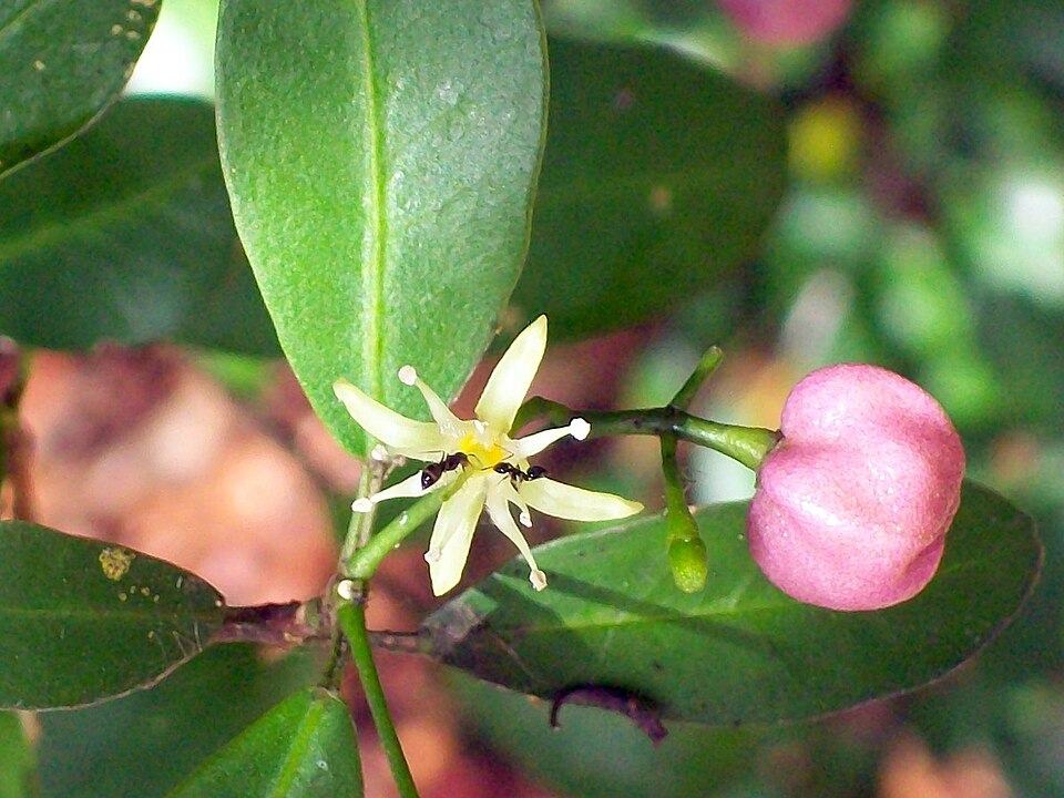 Acronychia laevis (glossy acronychia) (alternate view 6)