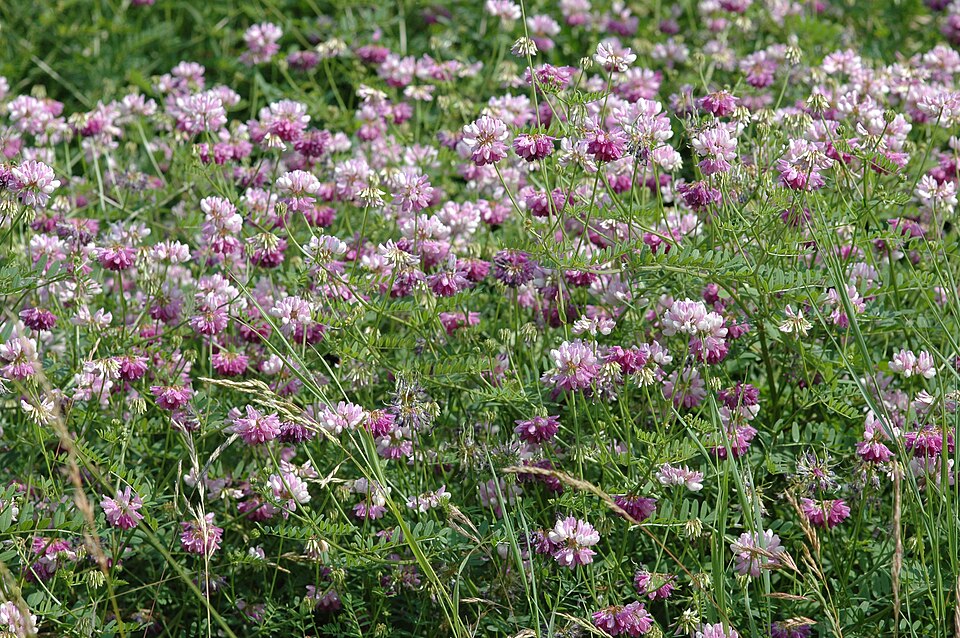 Securigera varia (purple crownvetch)