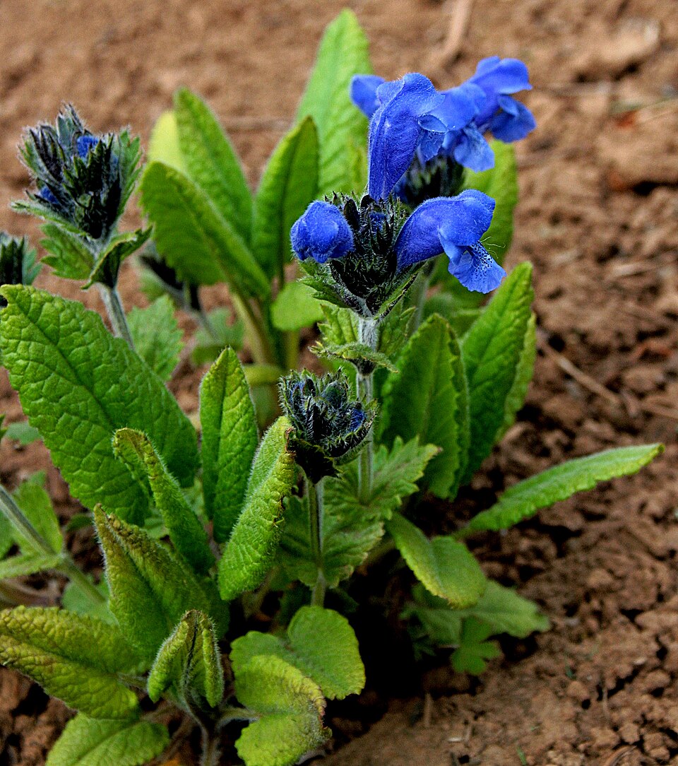 Dracocephalum grandiflorum (Large-flowered Dragonhead) (alternate view 6)