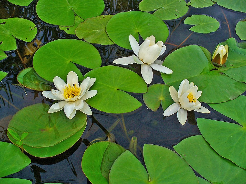 Nymphaea alba (European White Waterlily)