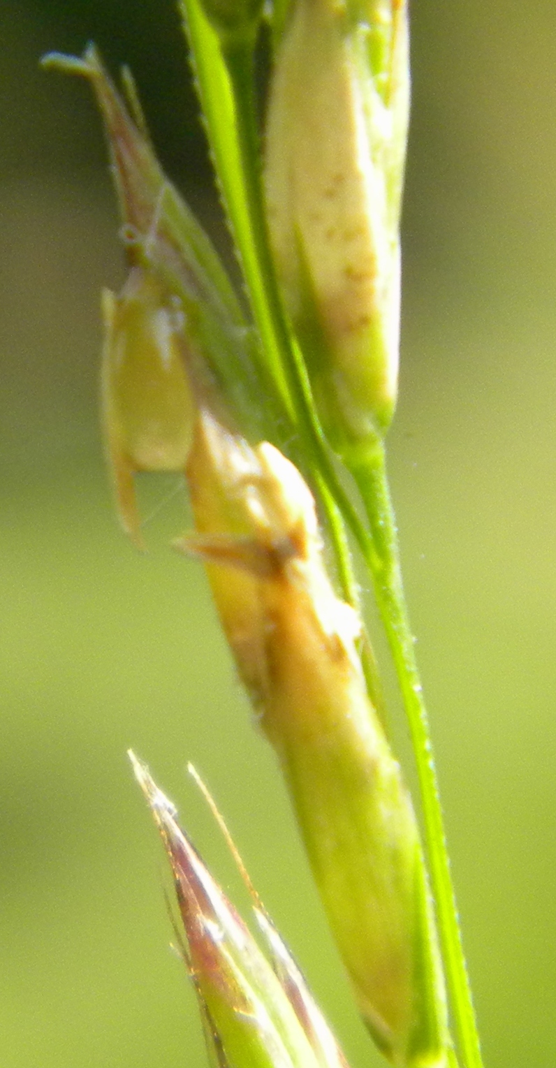 Lolium arundinaceum (tall fescue)