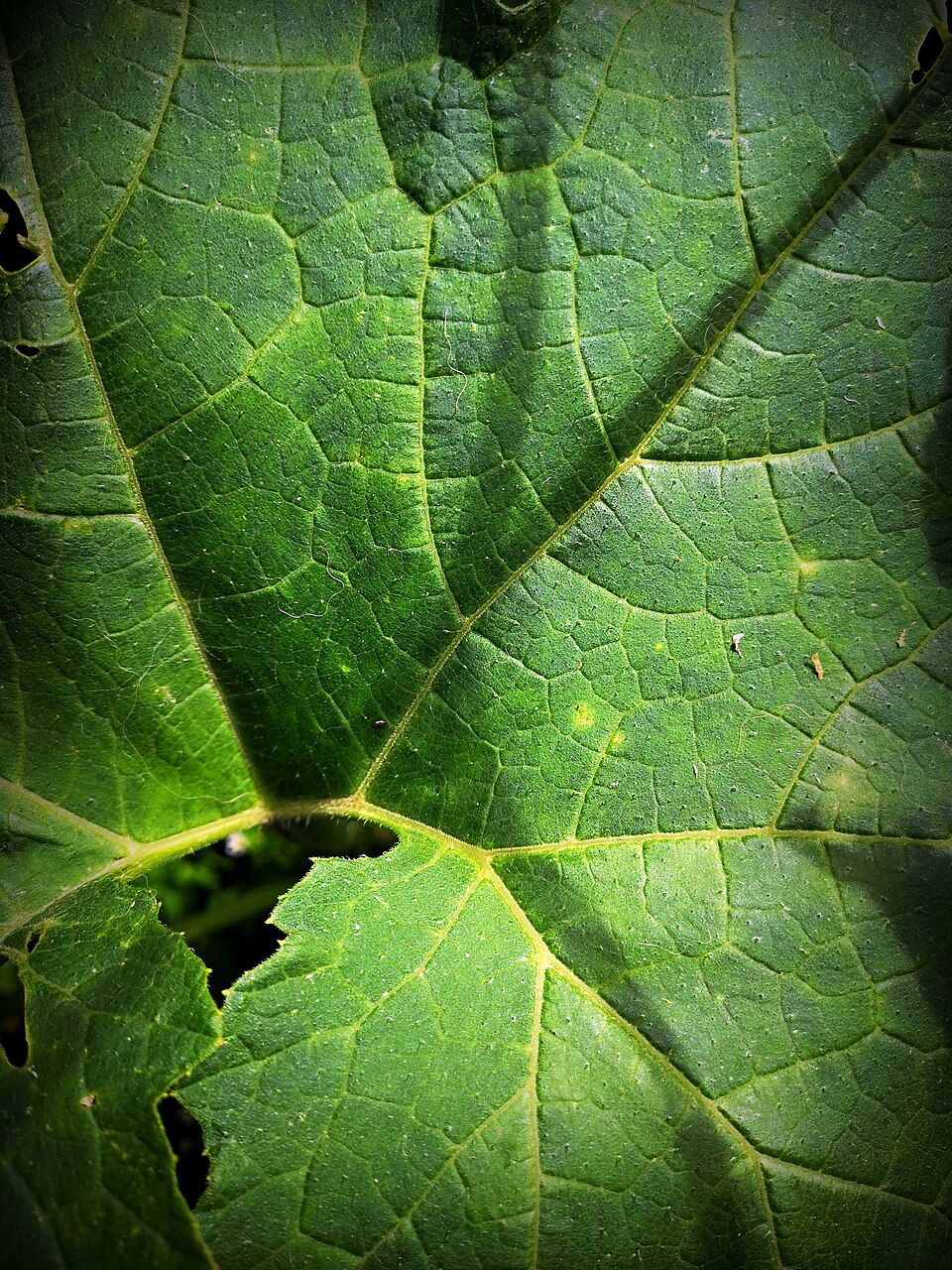 Gunnera (Gunneras) (alternate view 2)