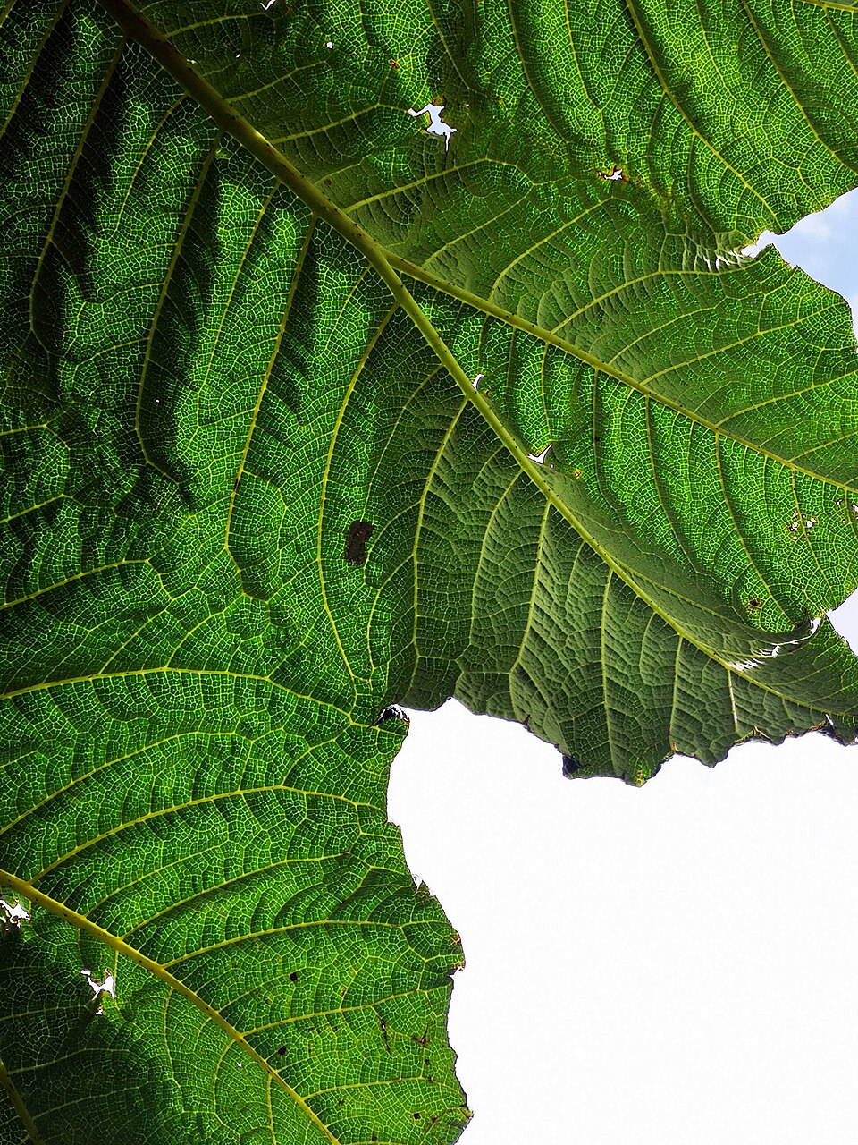 Gunnera (Gunneras) (alternate view 3)