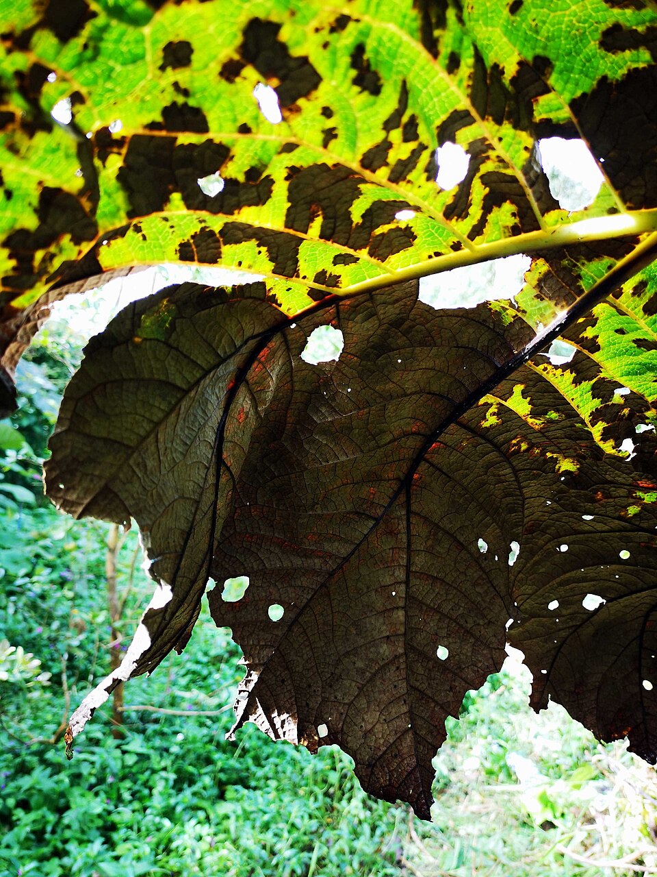 Gunnera (Gunneras) (alternate view 4)