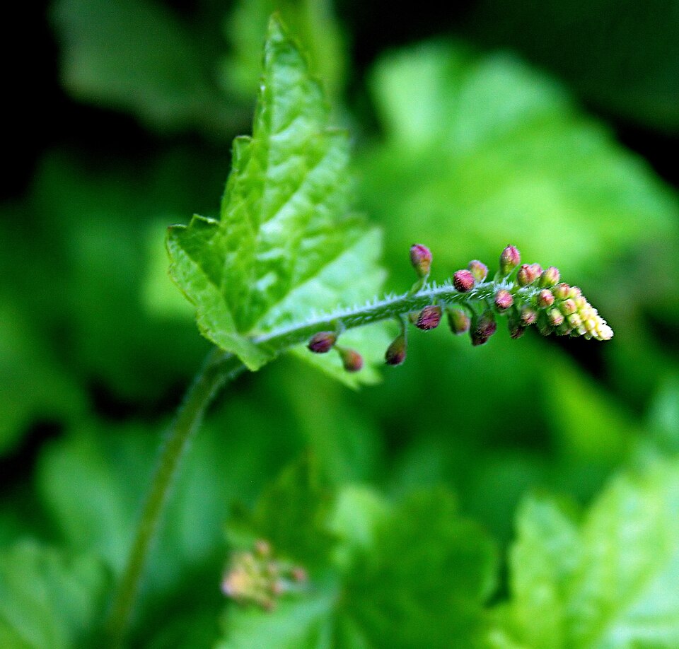 Tolmiea menziesii (piggy-back plant)