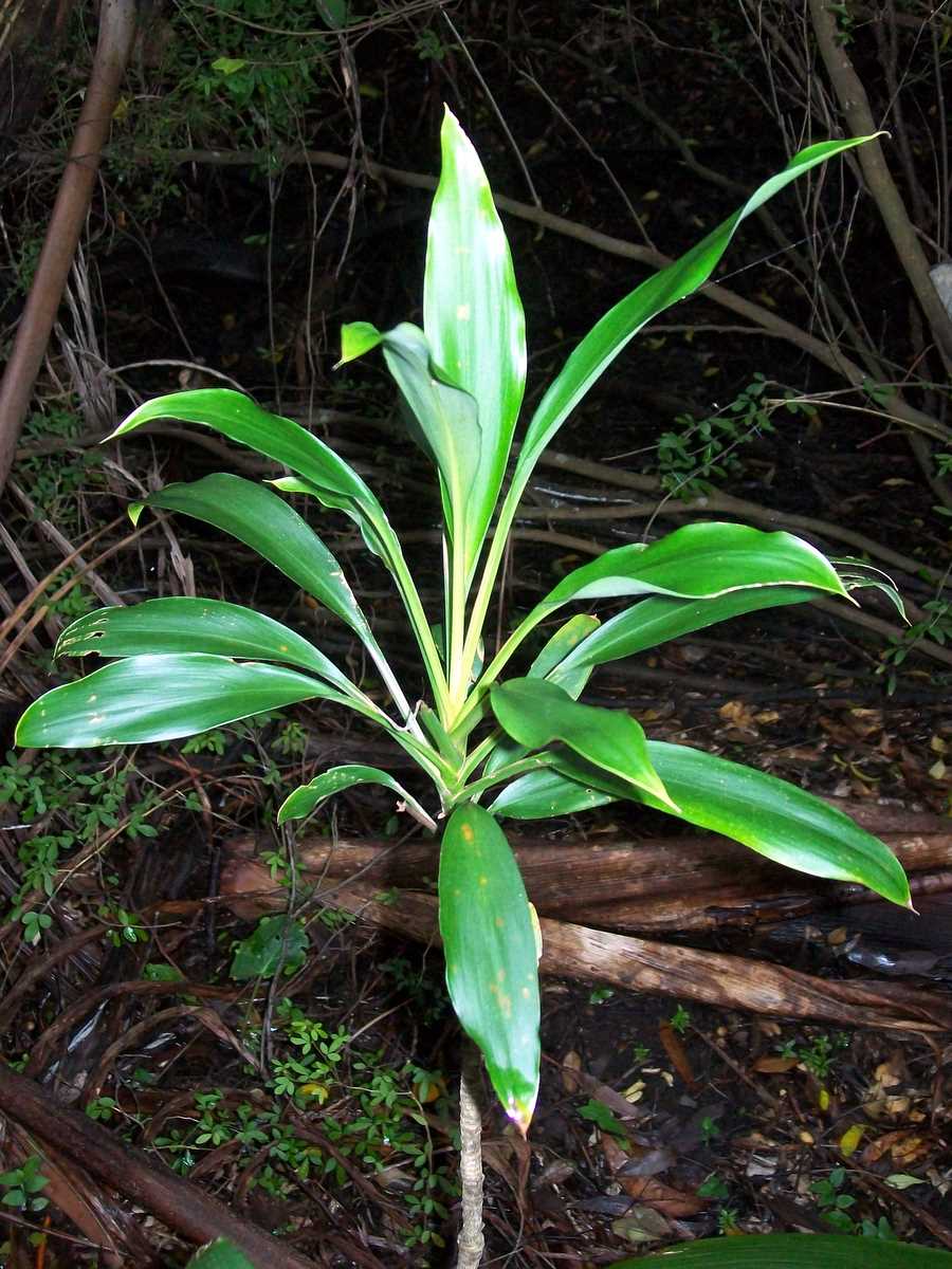Cordyline rubra (red-fruited palm lily) (alternate view 6)