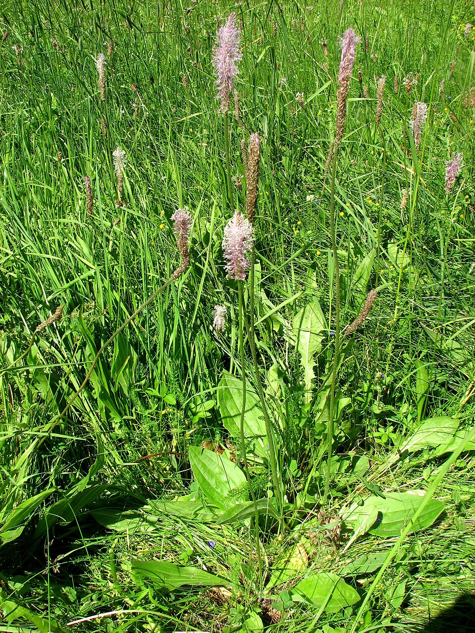 Plantago media (Hoary Plantain)