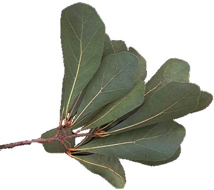 Quercus nigra (water oak)