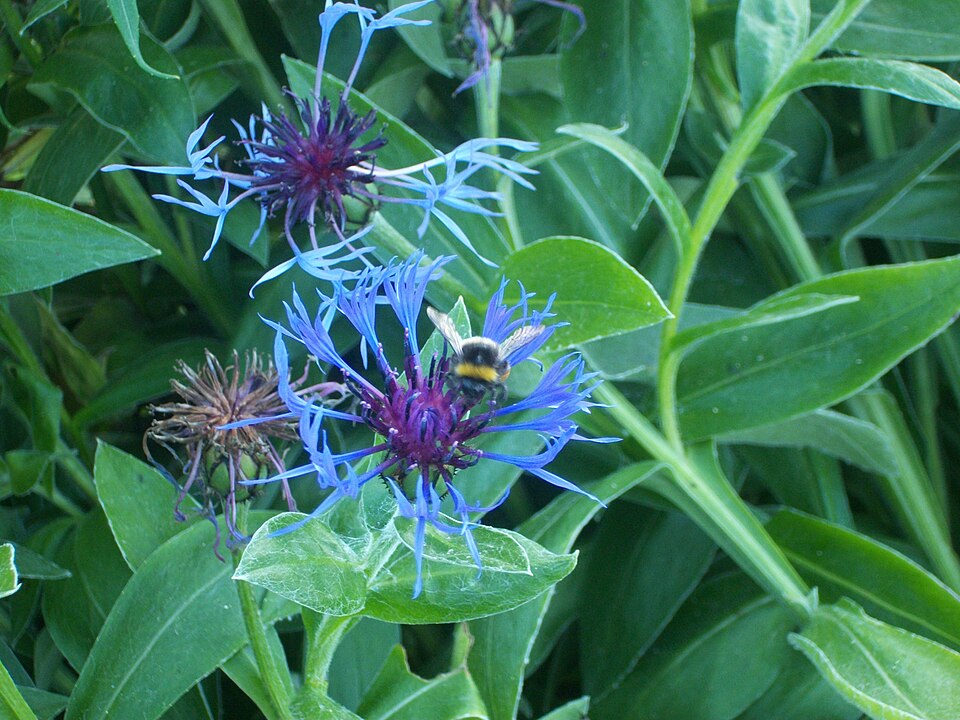 Centaurea montana (Perennial Cornflower)