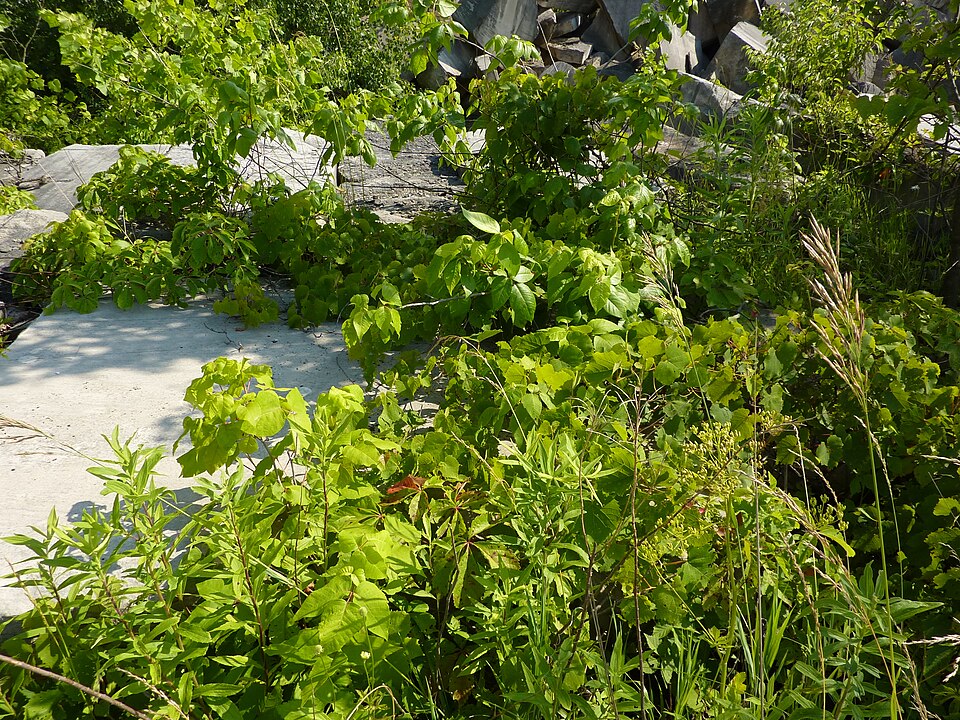 Toxicodendron radicans (Poison Ivy) (alternate view 6)