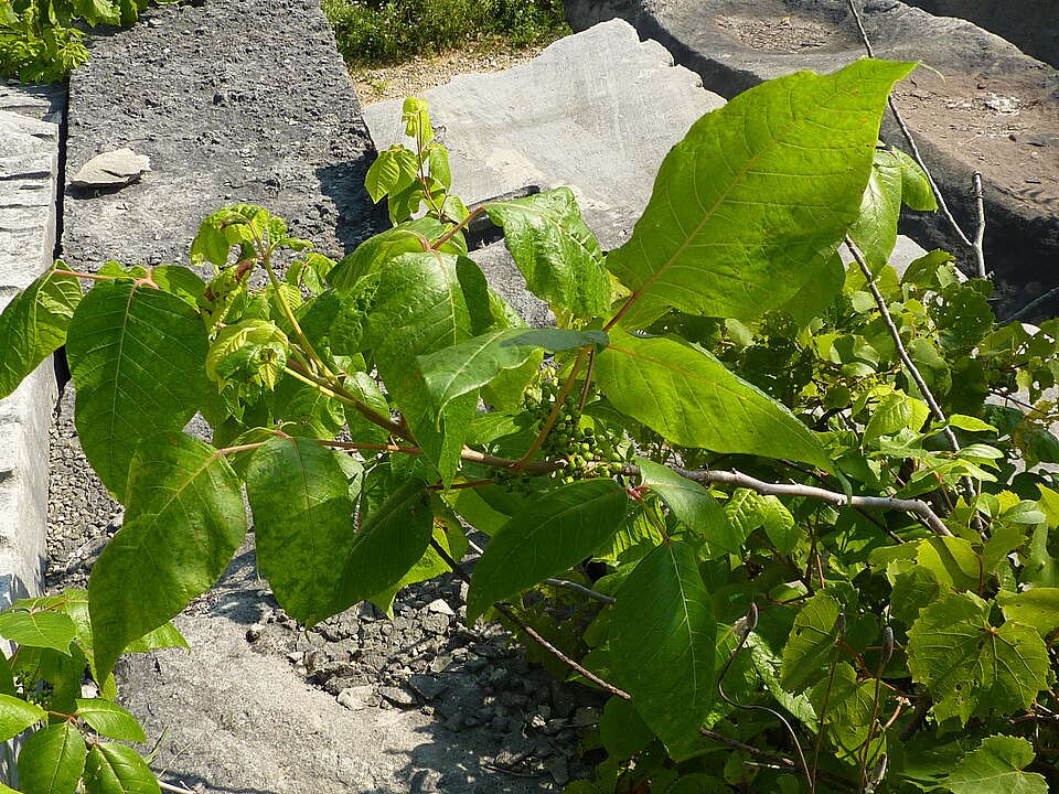 Toxicodendron radicans (Poison Ivy) (alternate view 8)