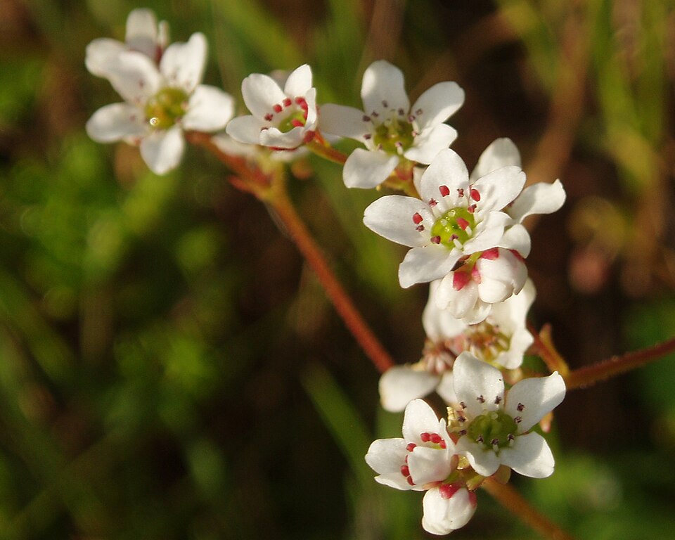 Micranthes californica (California Saxifrage) (alternate view 7)