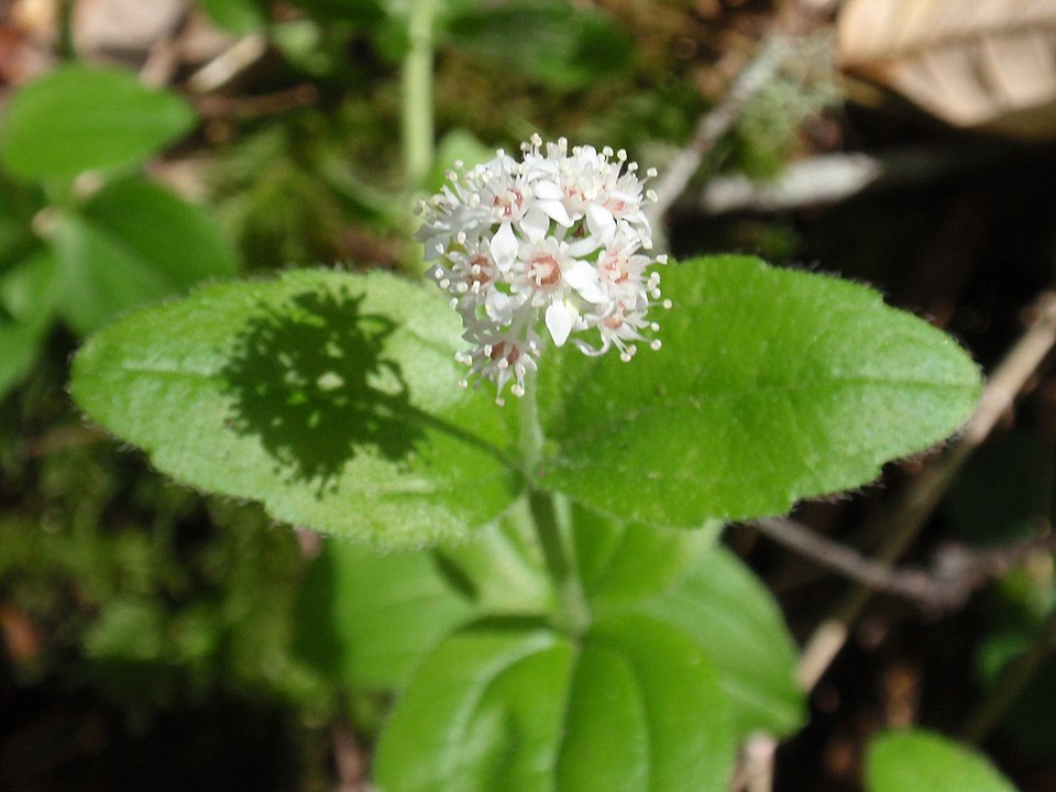 Whipplea modesta (modesty) (alternate view 6)