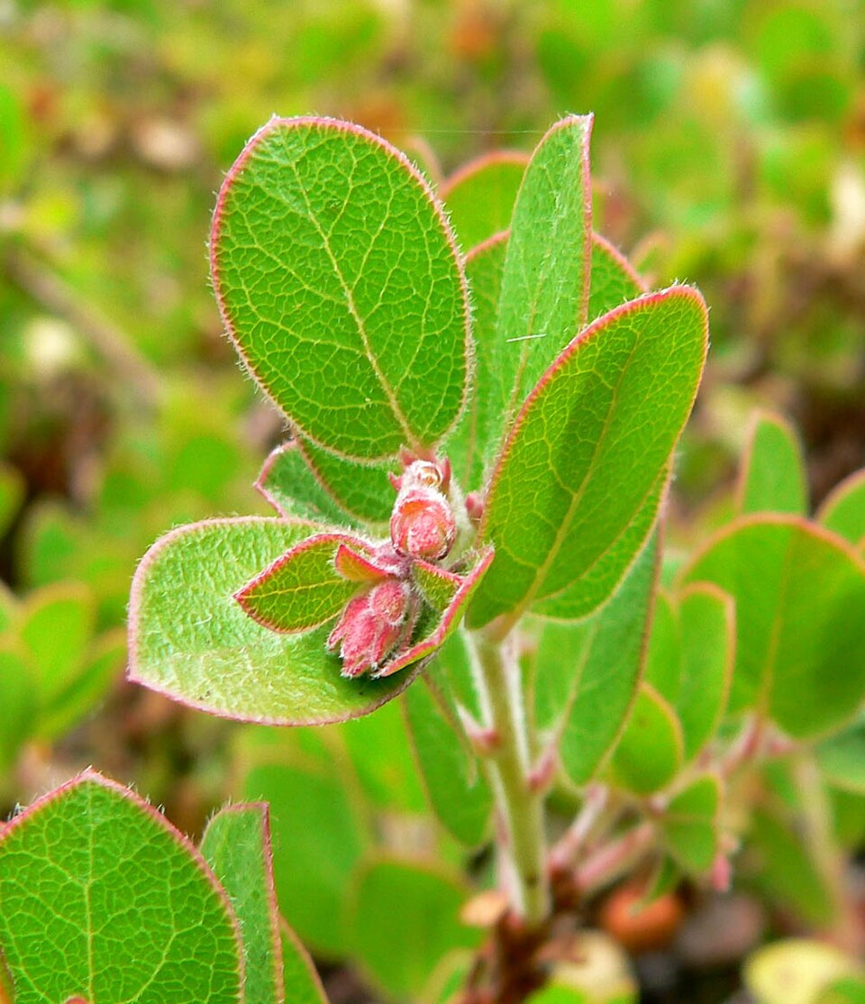 Arctostaphylos edmundsii (Pacific Mist Manzanita) (alternate view 9)