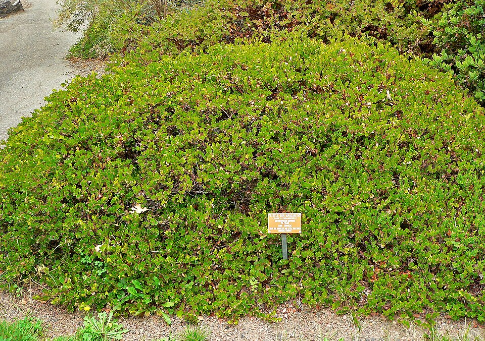 Arctostaphylos edmundsii (Pacific Mist Manzanita) (alternate view 10)