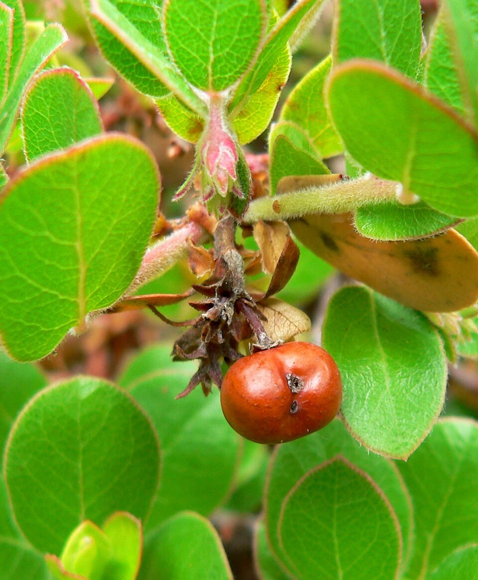 Arctostaphylos edmundsii (Pacific Mist Manzanita) (alternate view 11)